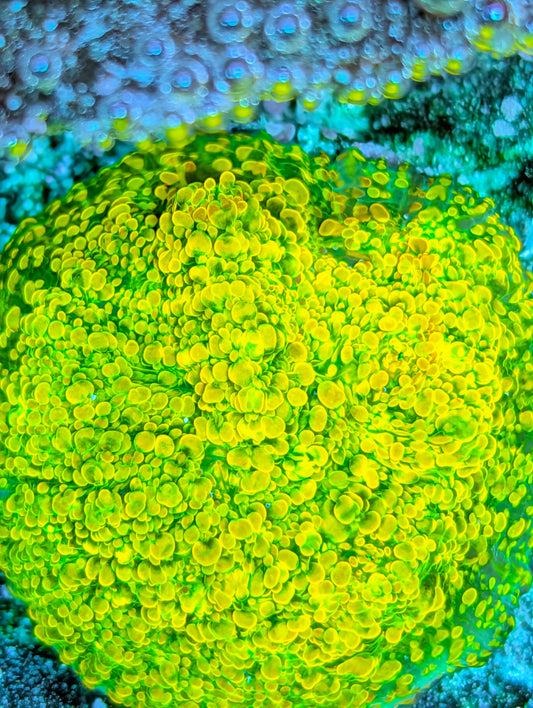 TSA Stellaria Chalice