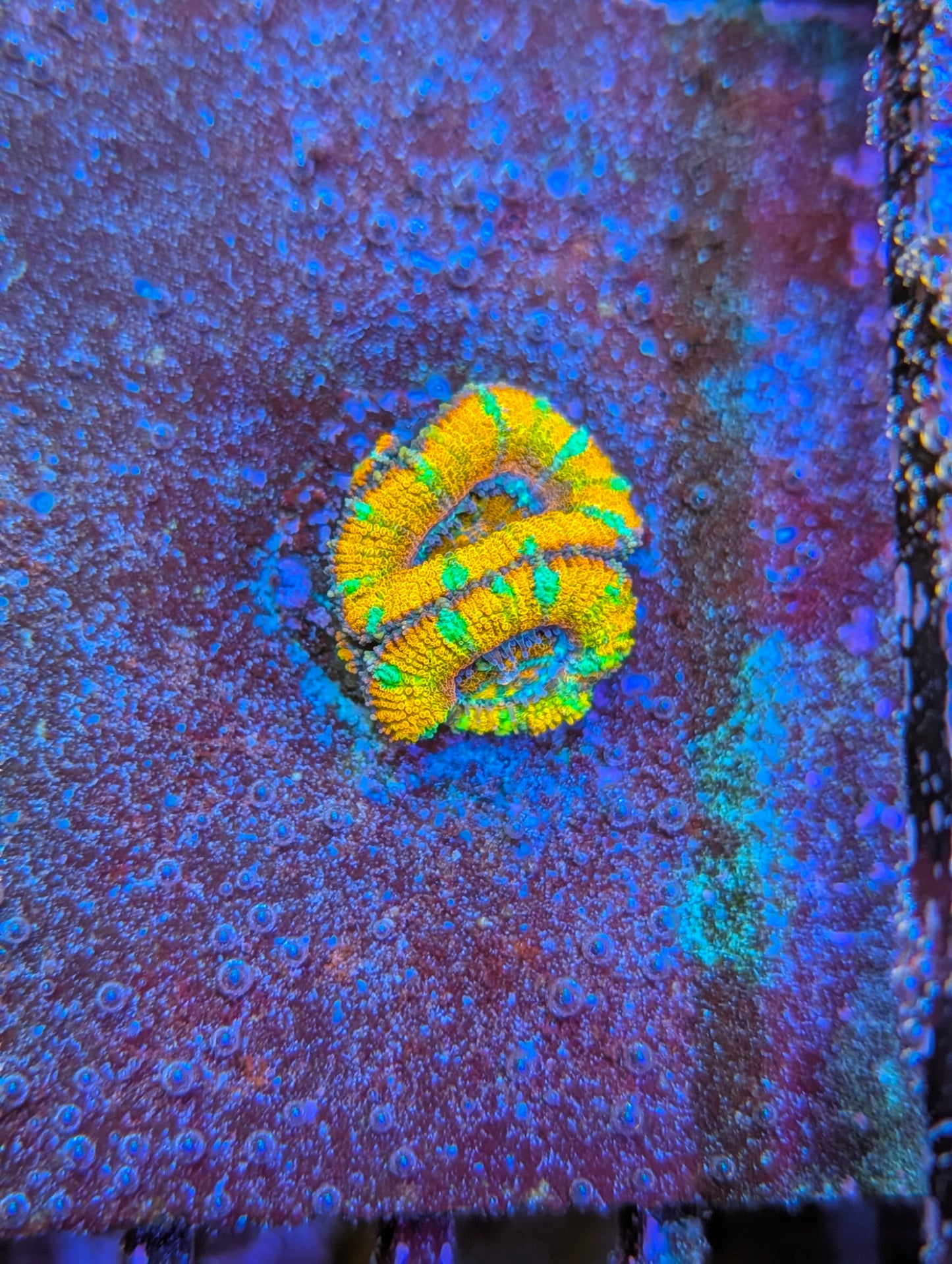 TSA Screaming orange acan