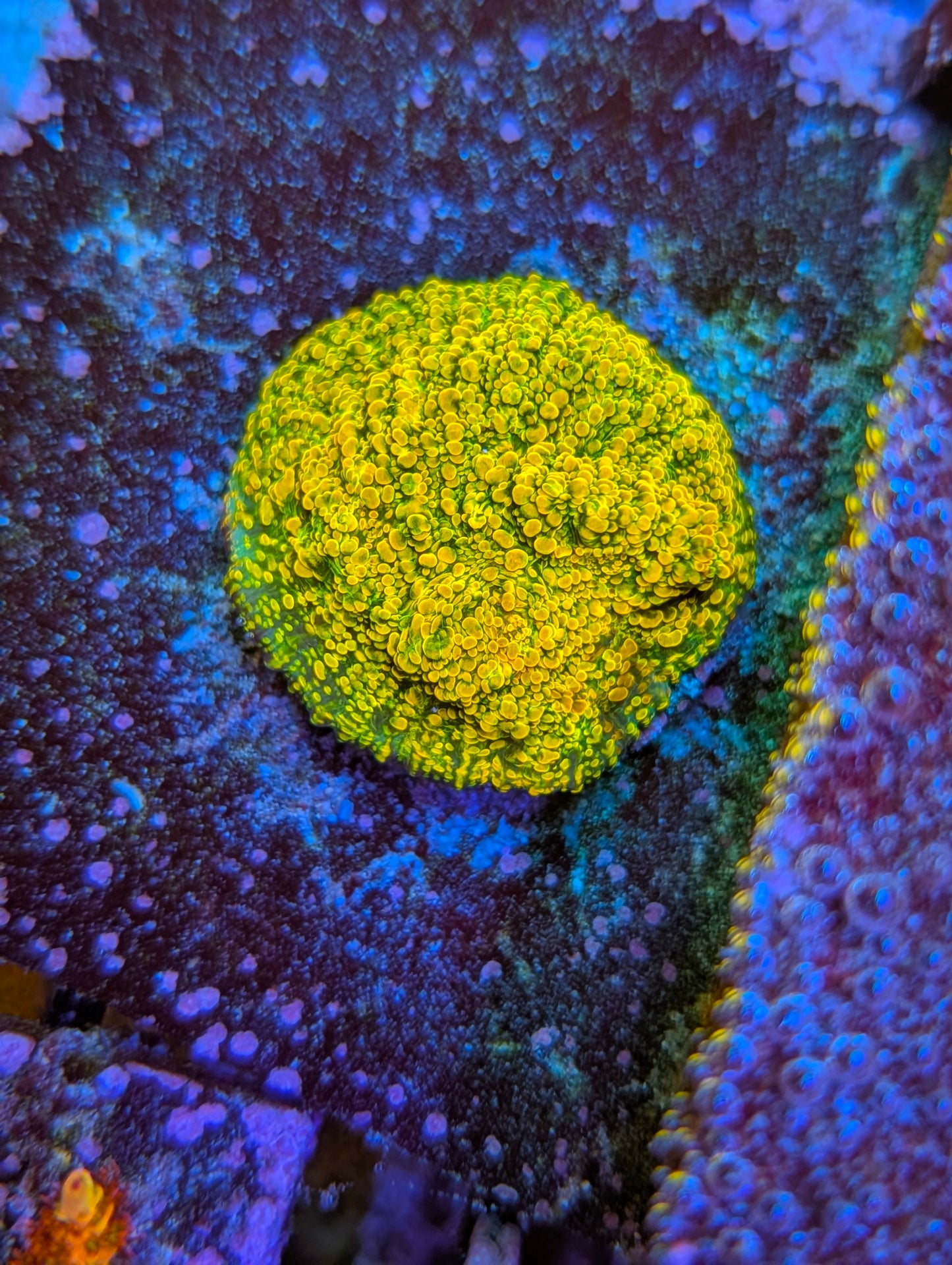 TSA Stellaria Chalice