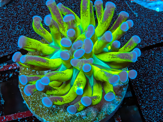 BCP Nuclear Meltdown torch