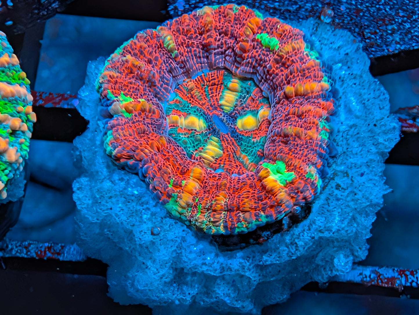 Aussie Mini Scolymia (various colors)