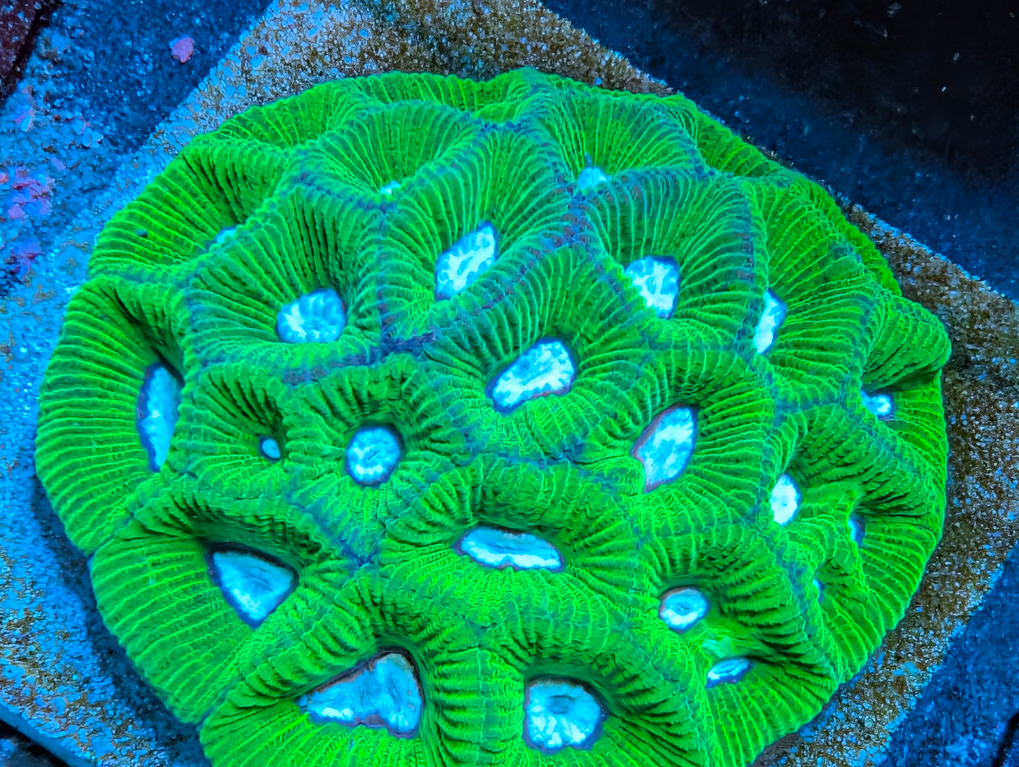 Aussie Goniastrea Moon Favia