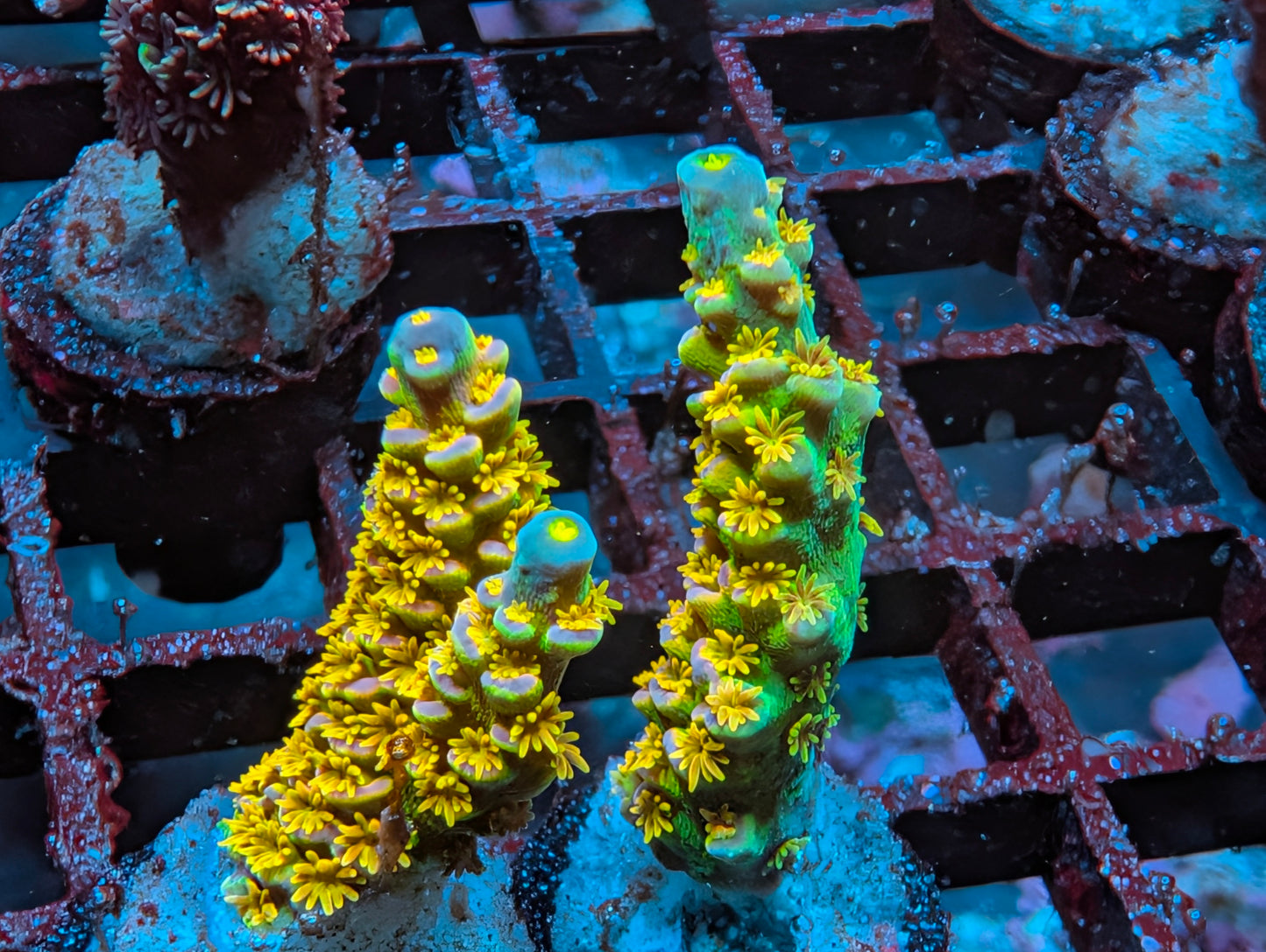 Walt Disney acro frag