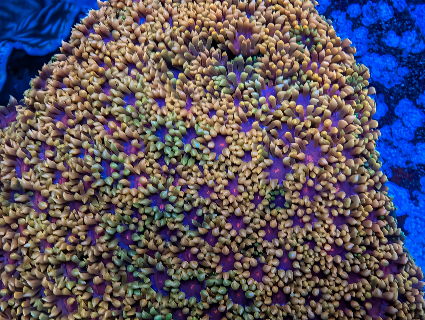 TSA Fun Dip Goniopora Coral
