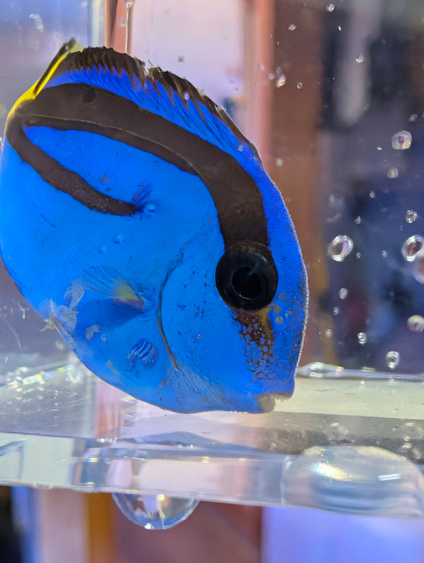 Blue Hippo Tang *SALE*