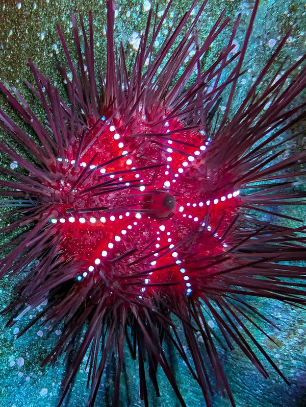 Star Urchin