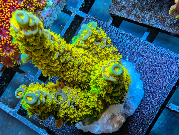 Walt Disney acro frag