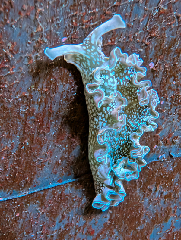 Green (Lettuce) Nudibranch