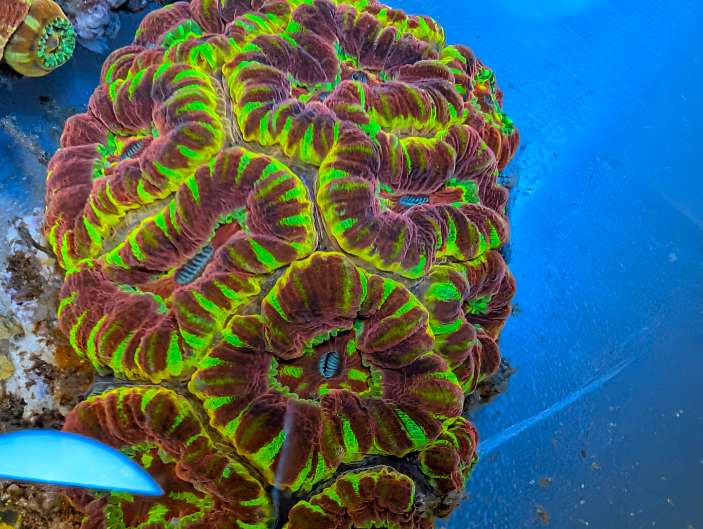 Yellow and red acan