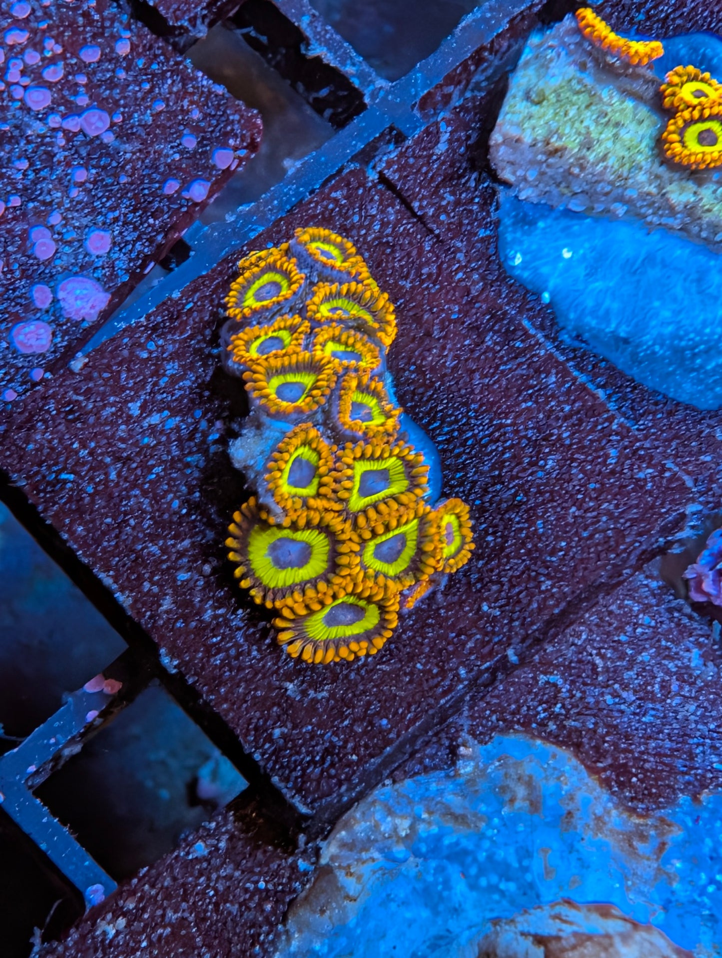 Fruit Loop zoas