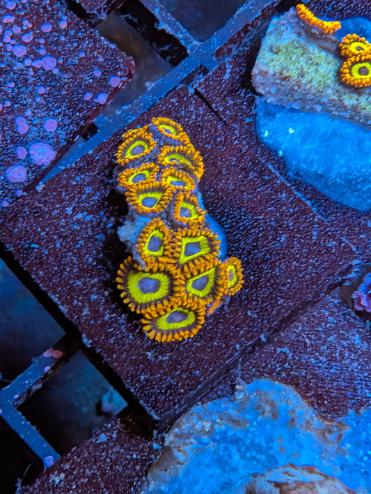 Fruit Loop zoas