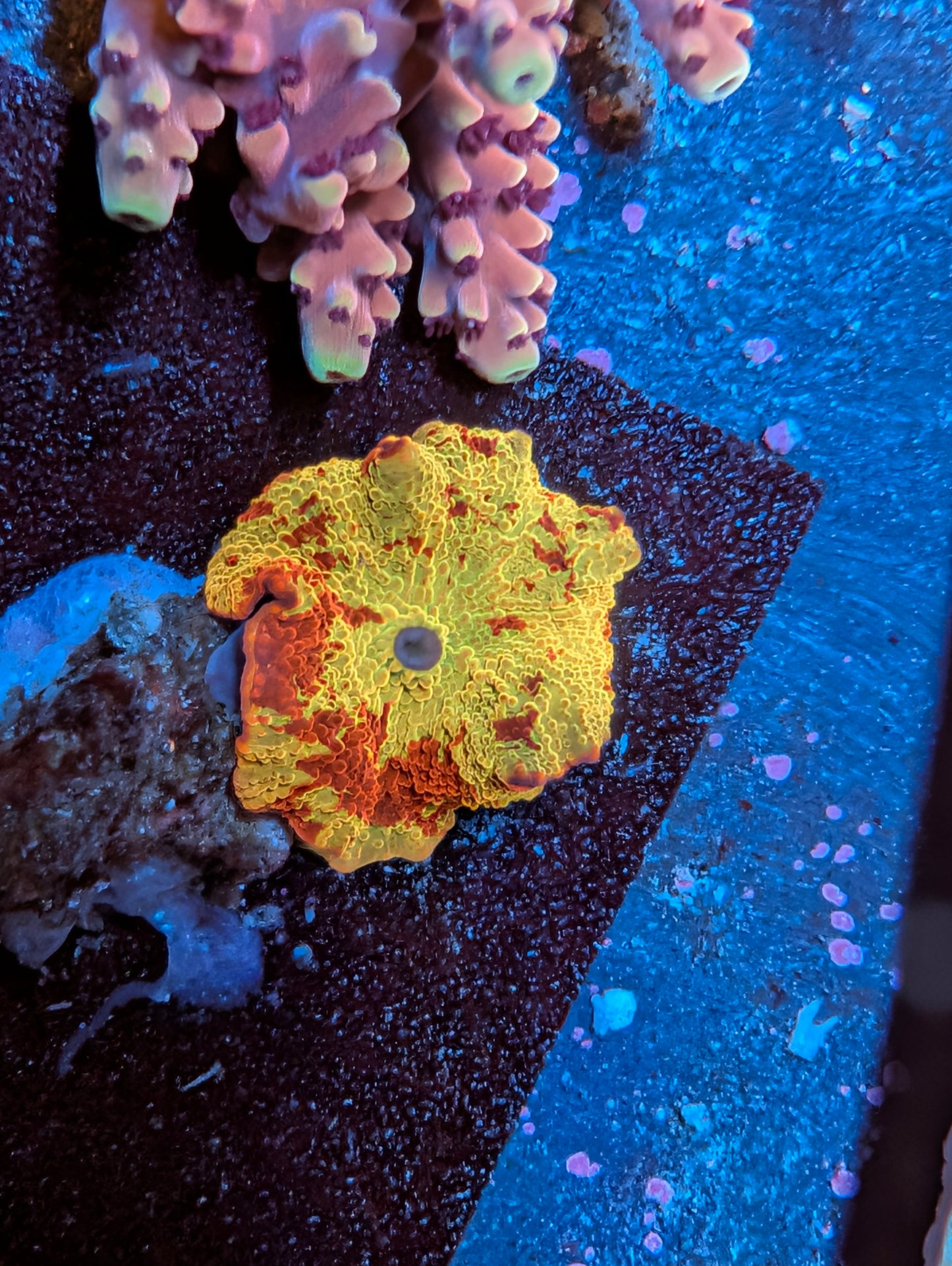 Jaw Breaker Mushroom