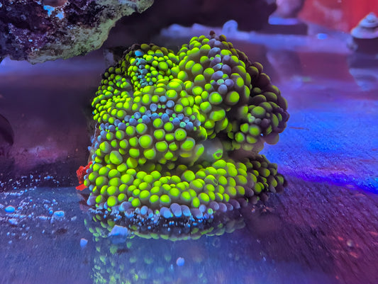 Green with Blue Rim Ricordea Mushroom