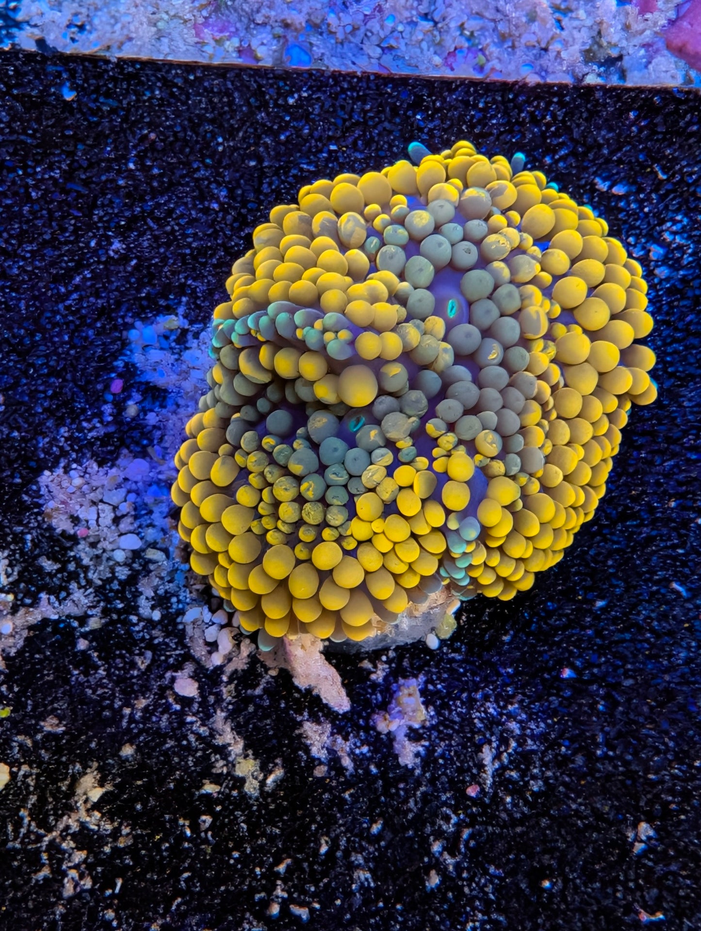 Orange Ricordea Mushrooms