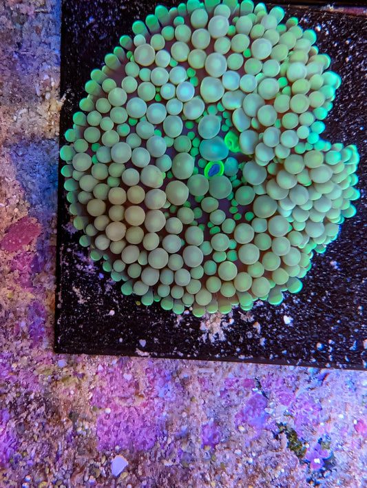 Assorted Ricordea Mushrooms