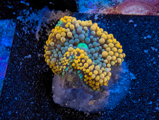 Orange Ricordea Mushrooms