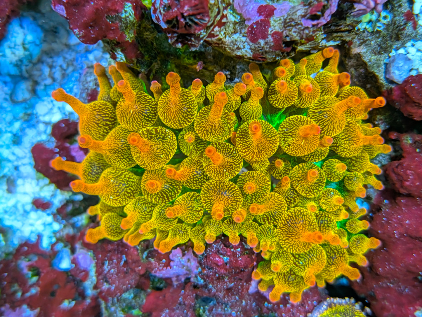 Rainbow Bubble Tip Anemone