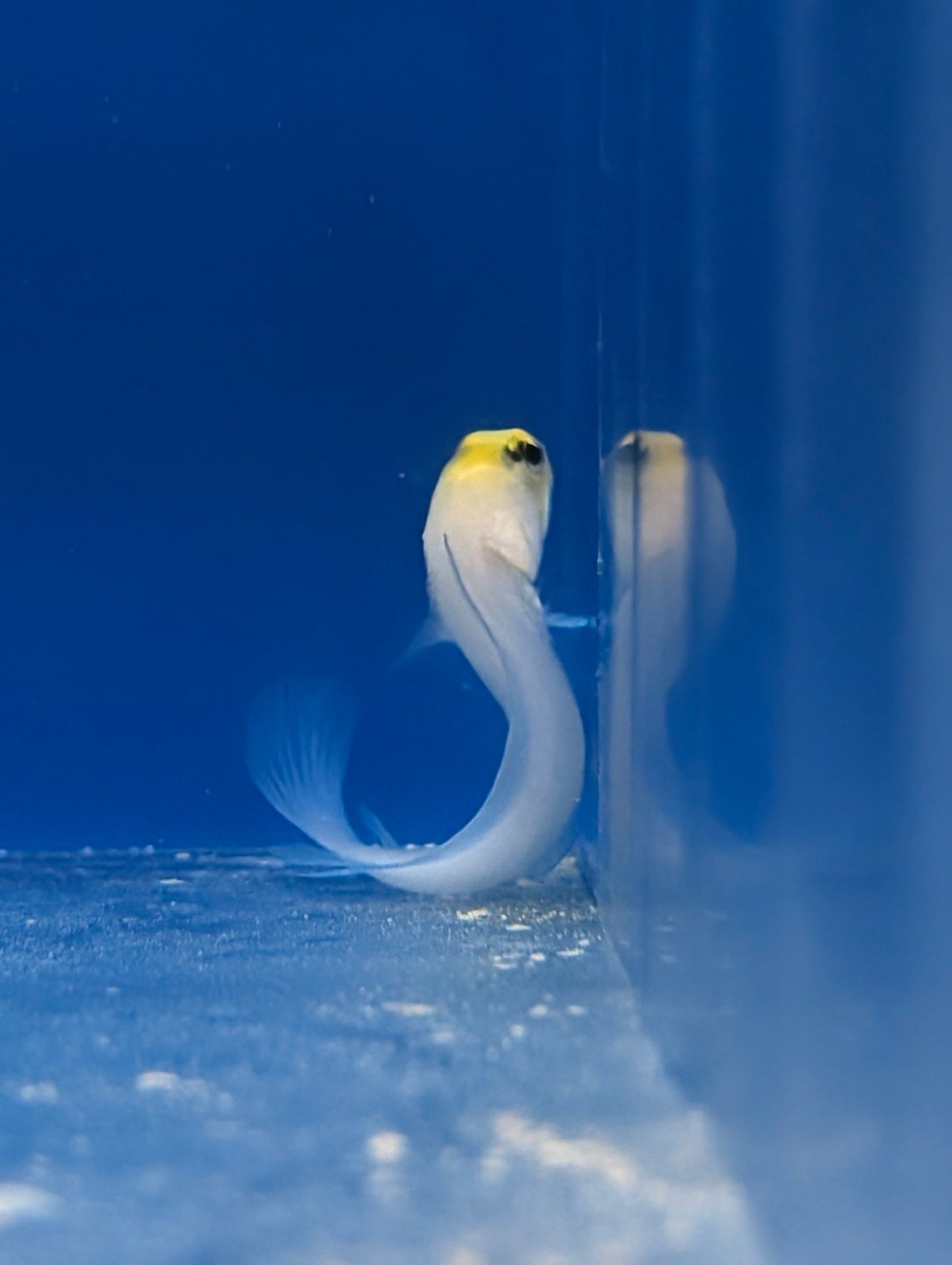 Yellow head jawfish