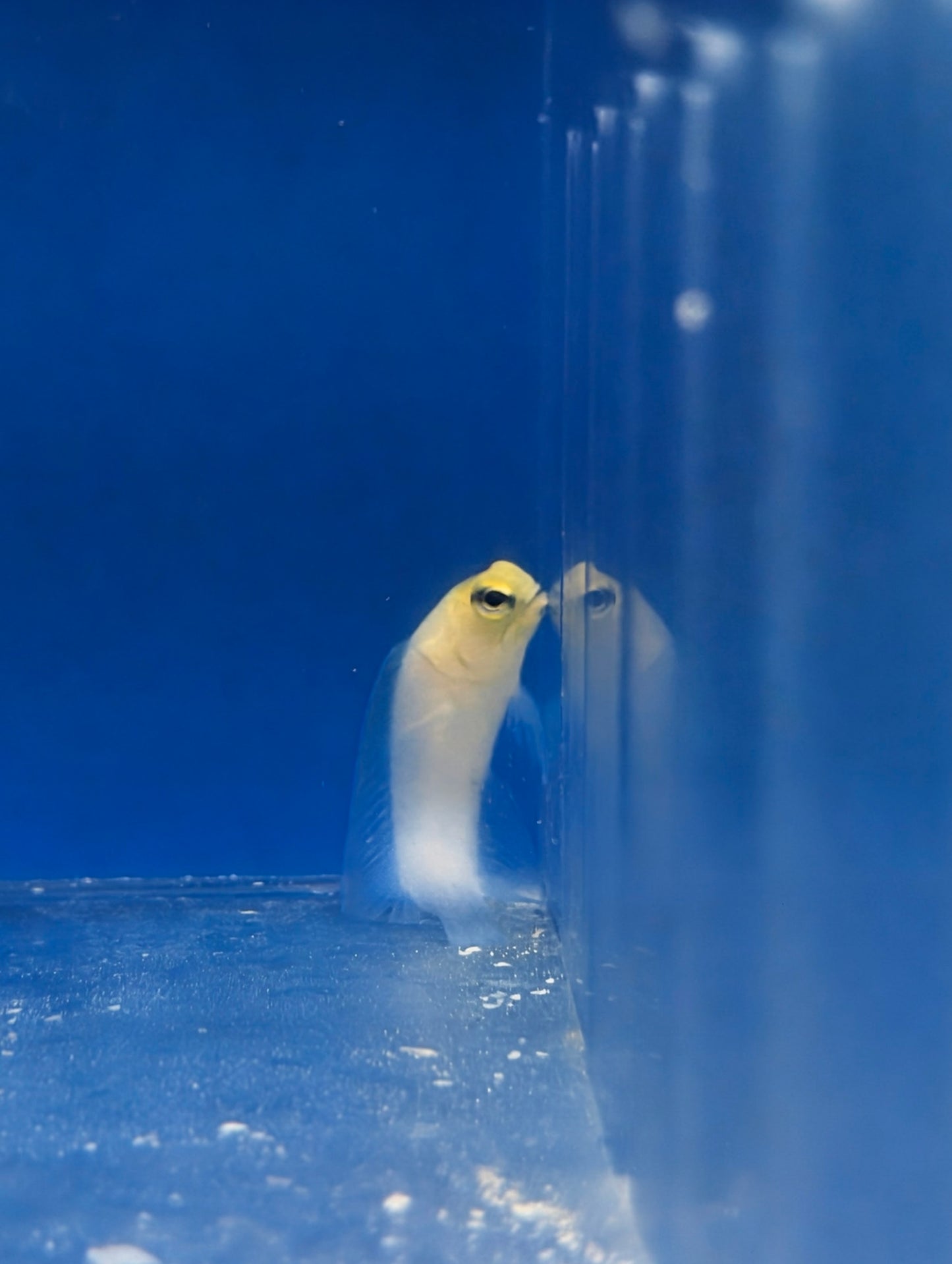 Yellow head jawfish