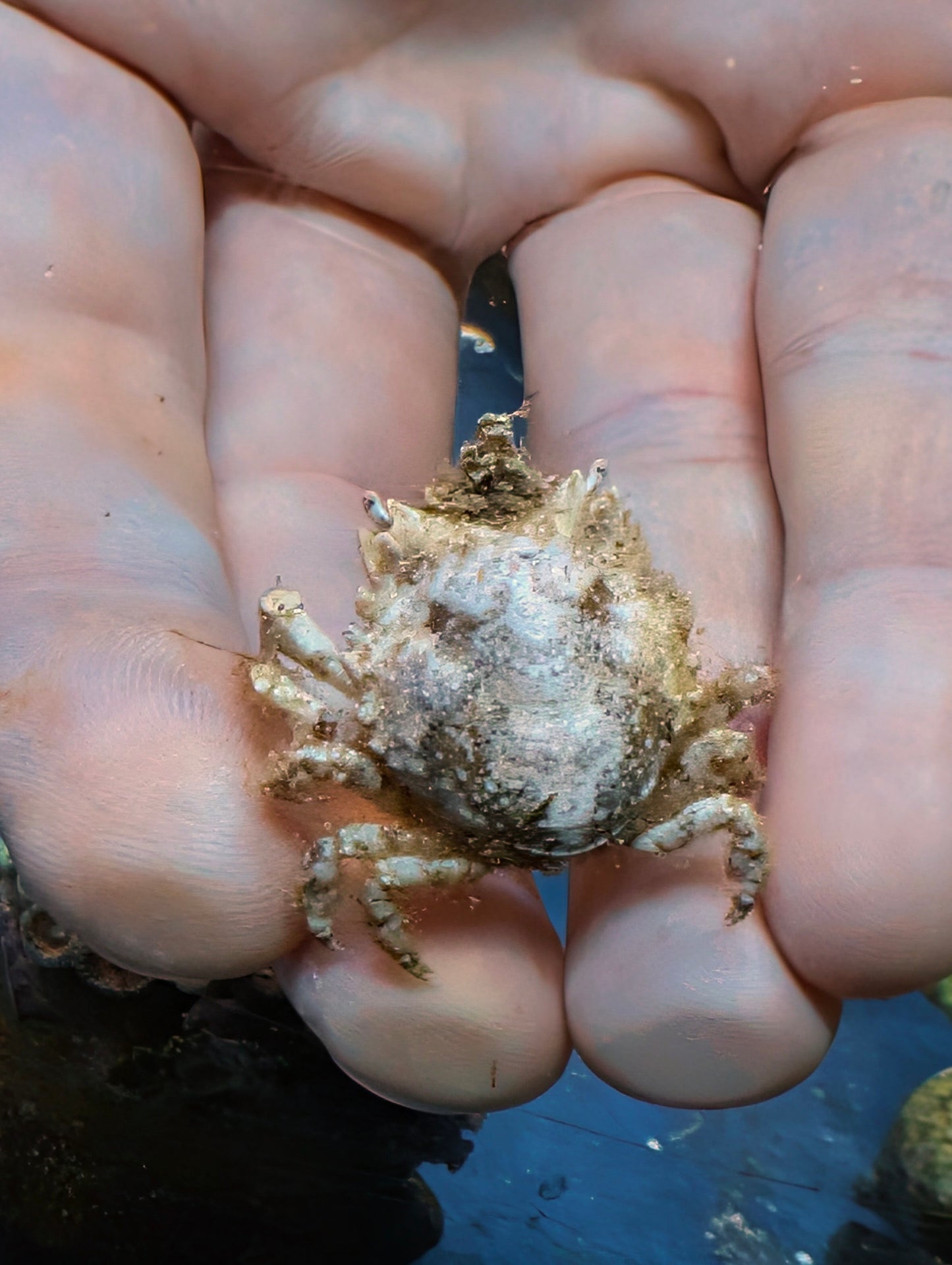 Pitho Crabs