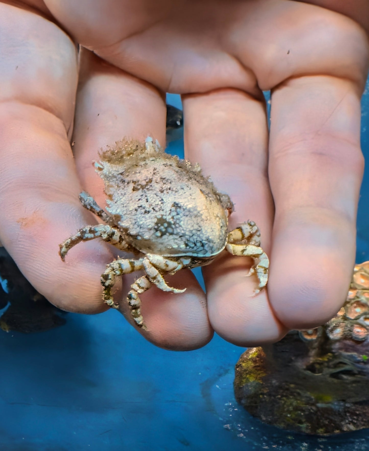 Pitho Crabs