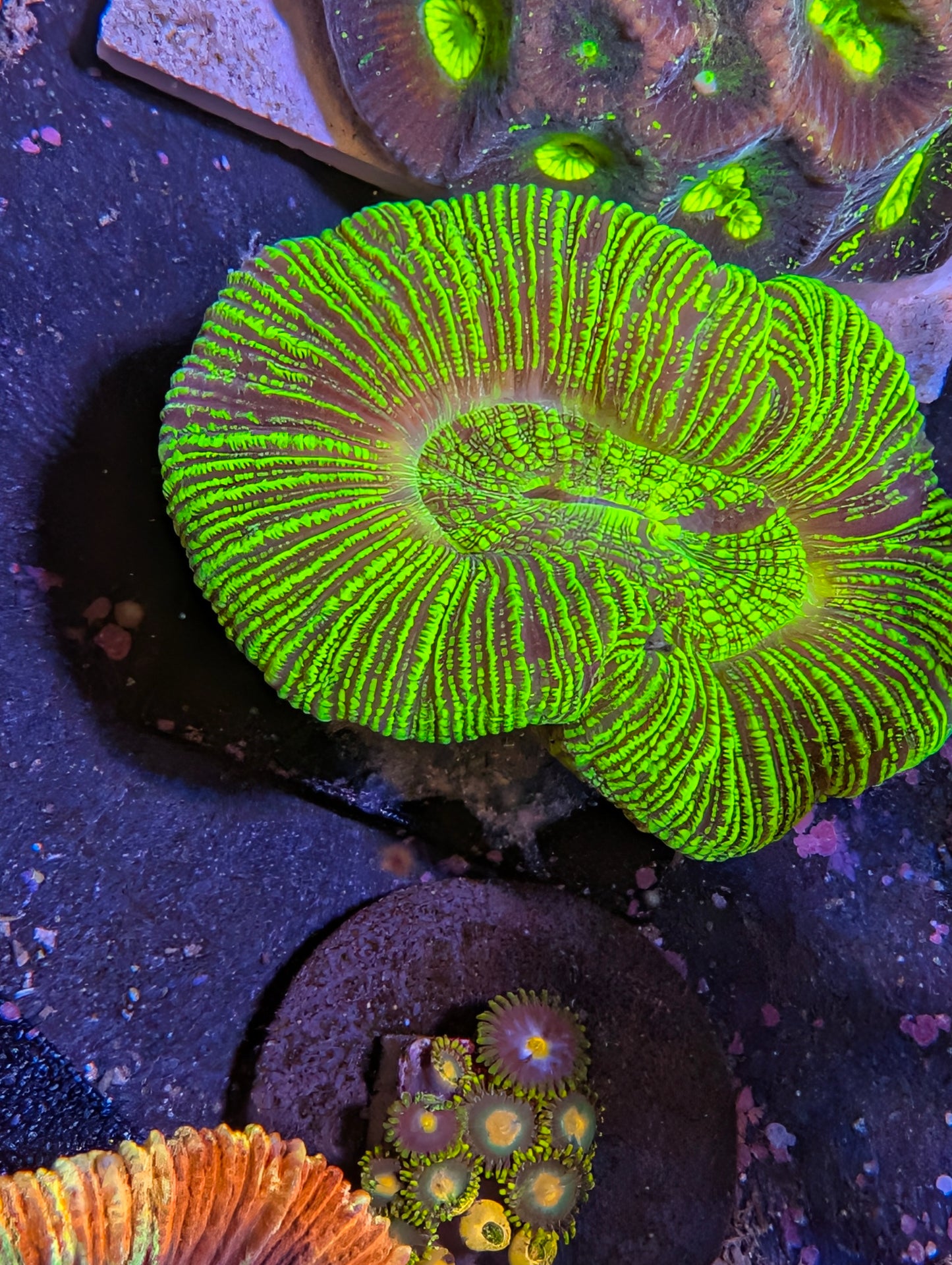Neon Green Cone Bottom Trachy