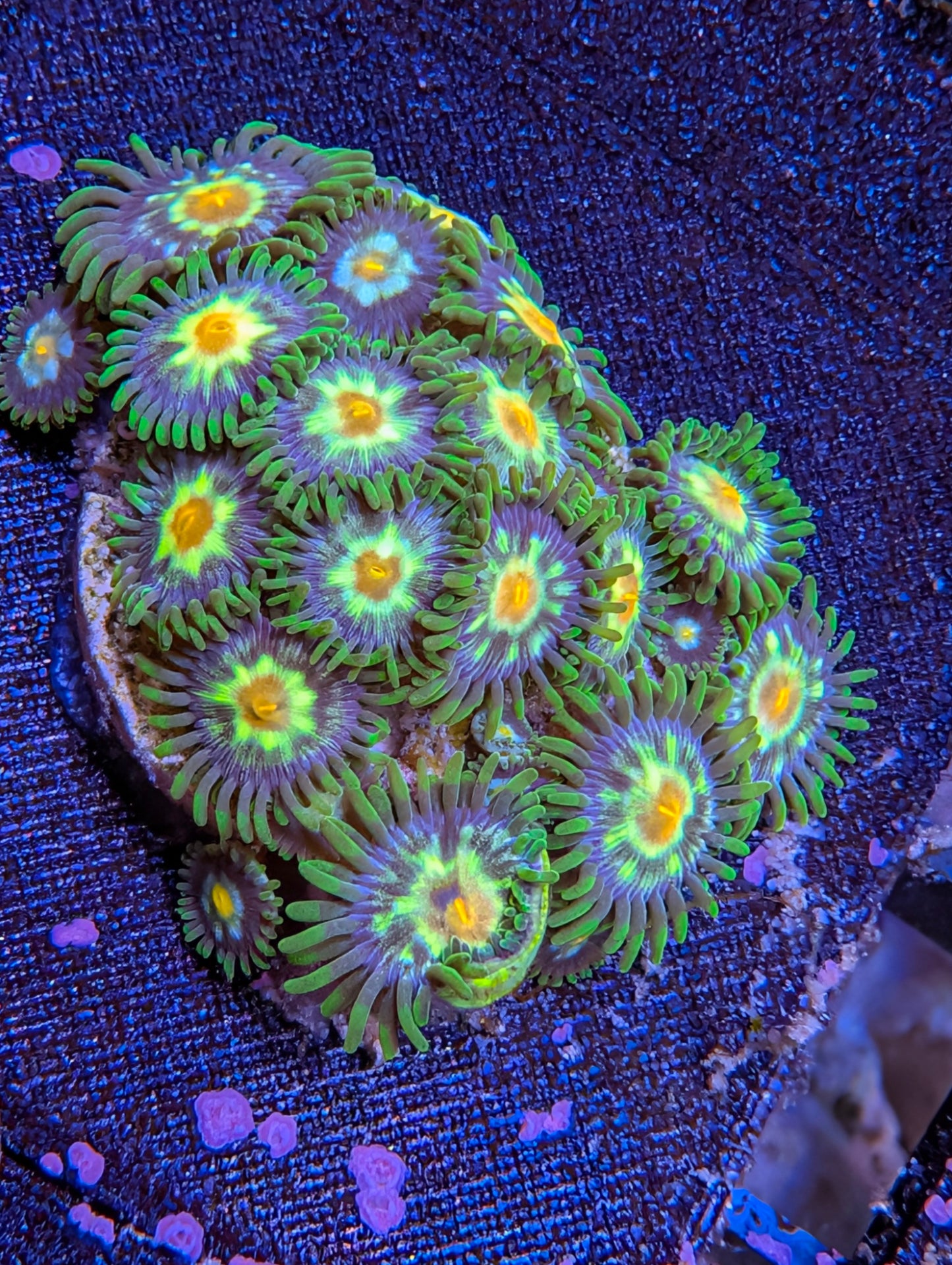 Daisy Cutter Zoas