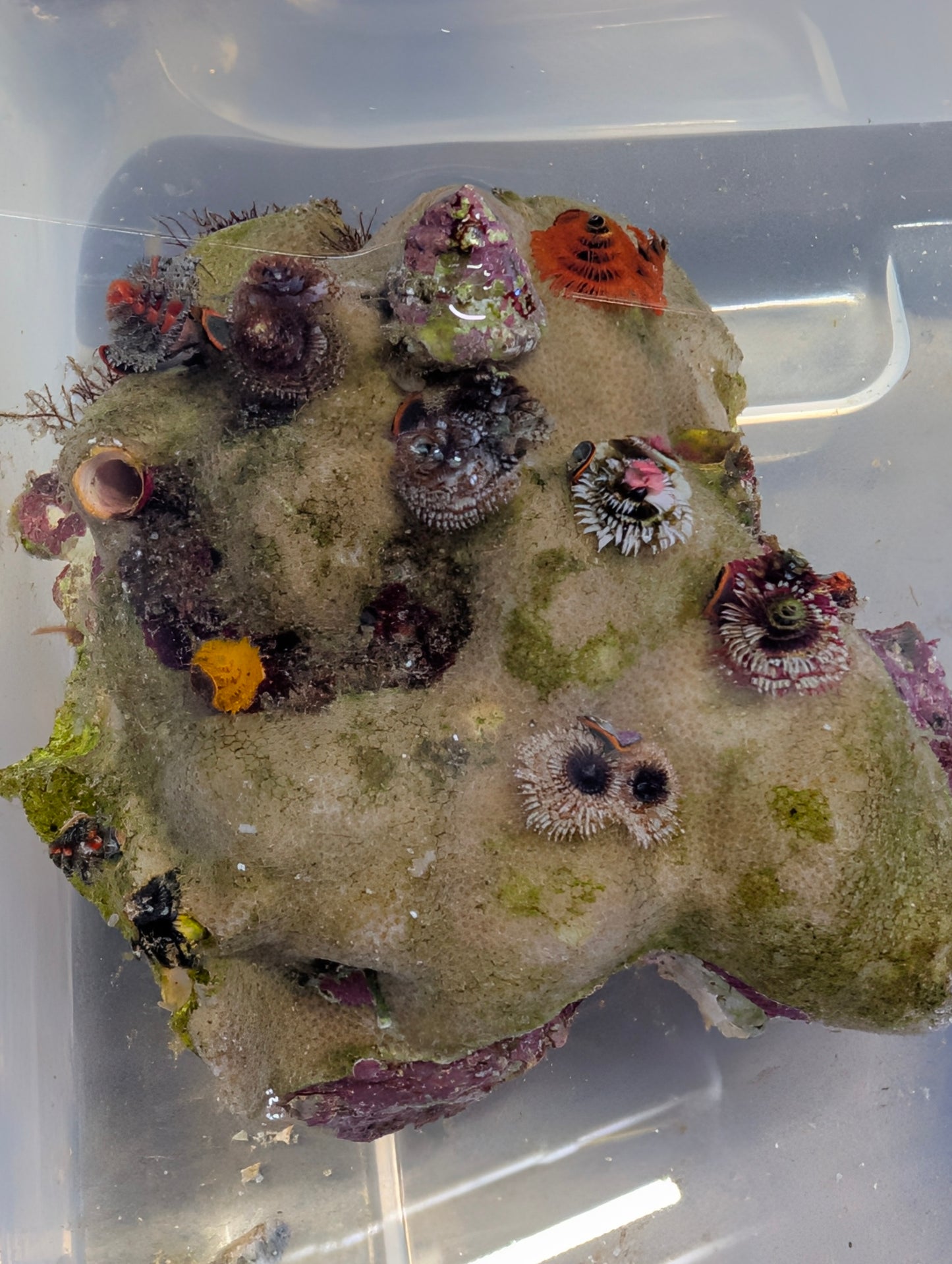 Christmas Tree Worm Rock (Full rock 6"x6")