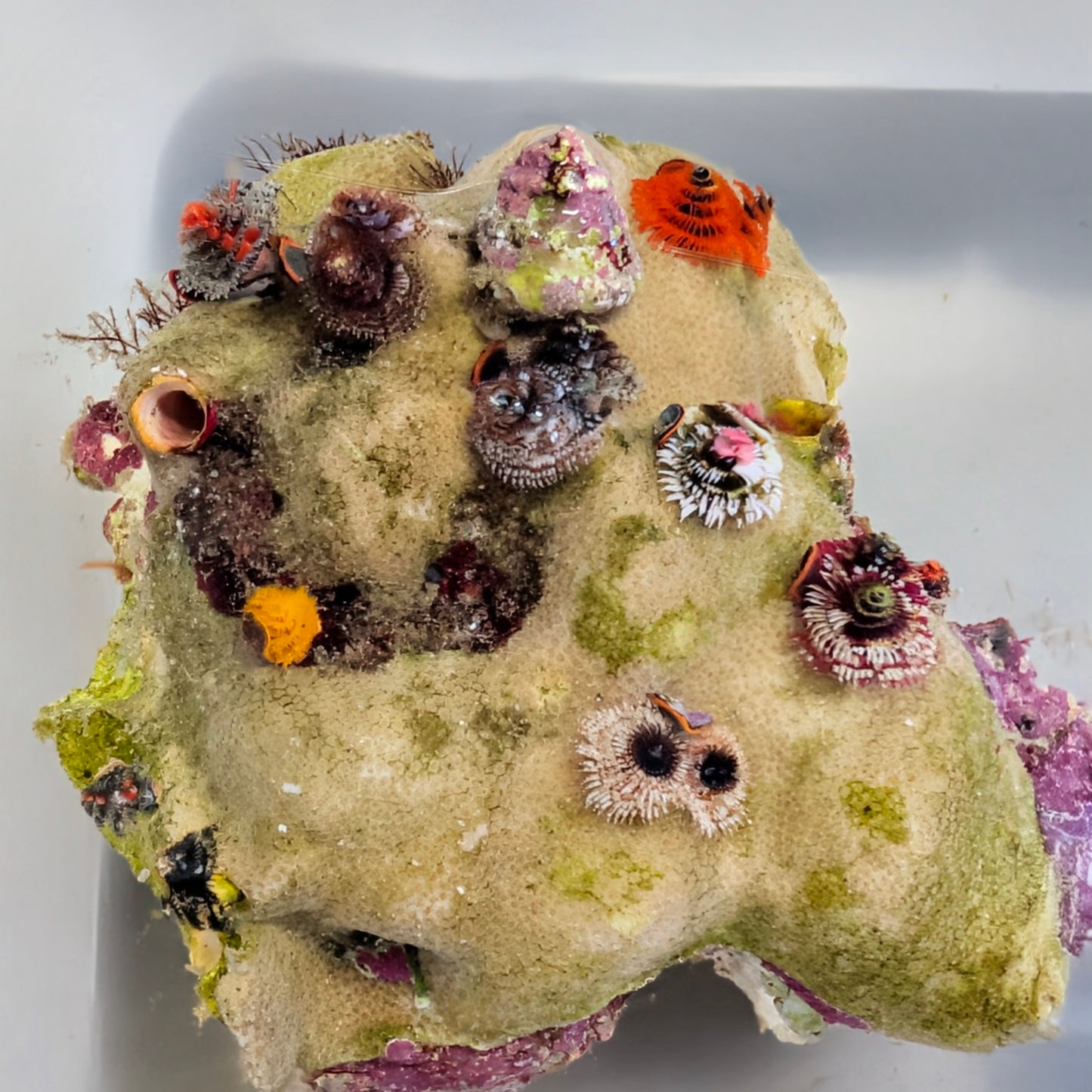 Christmas Tree Worm Rock (Full rock 6"x6")