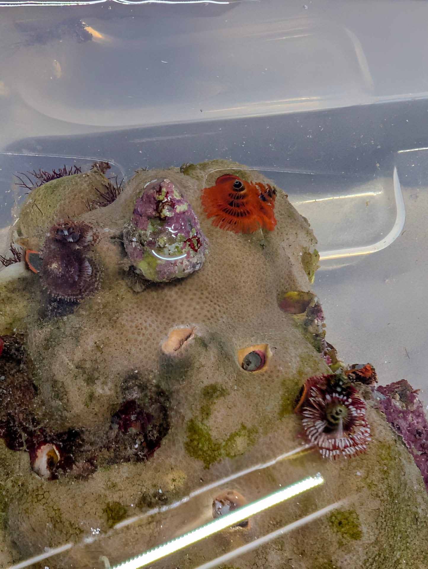 Christmas Tree Worm Rock (Full rock 6"x6")
