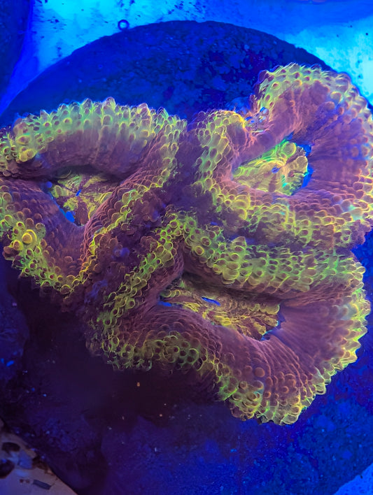 ECC Orange Crush Acan Lord