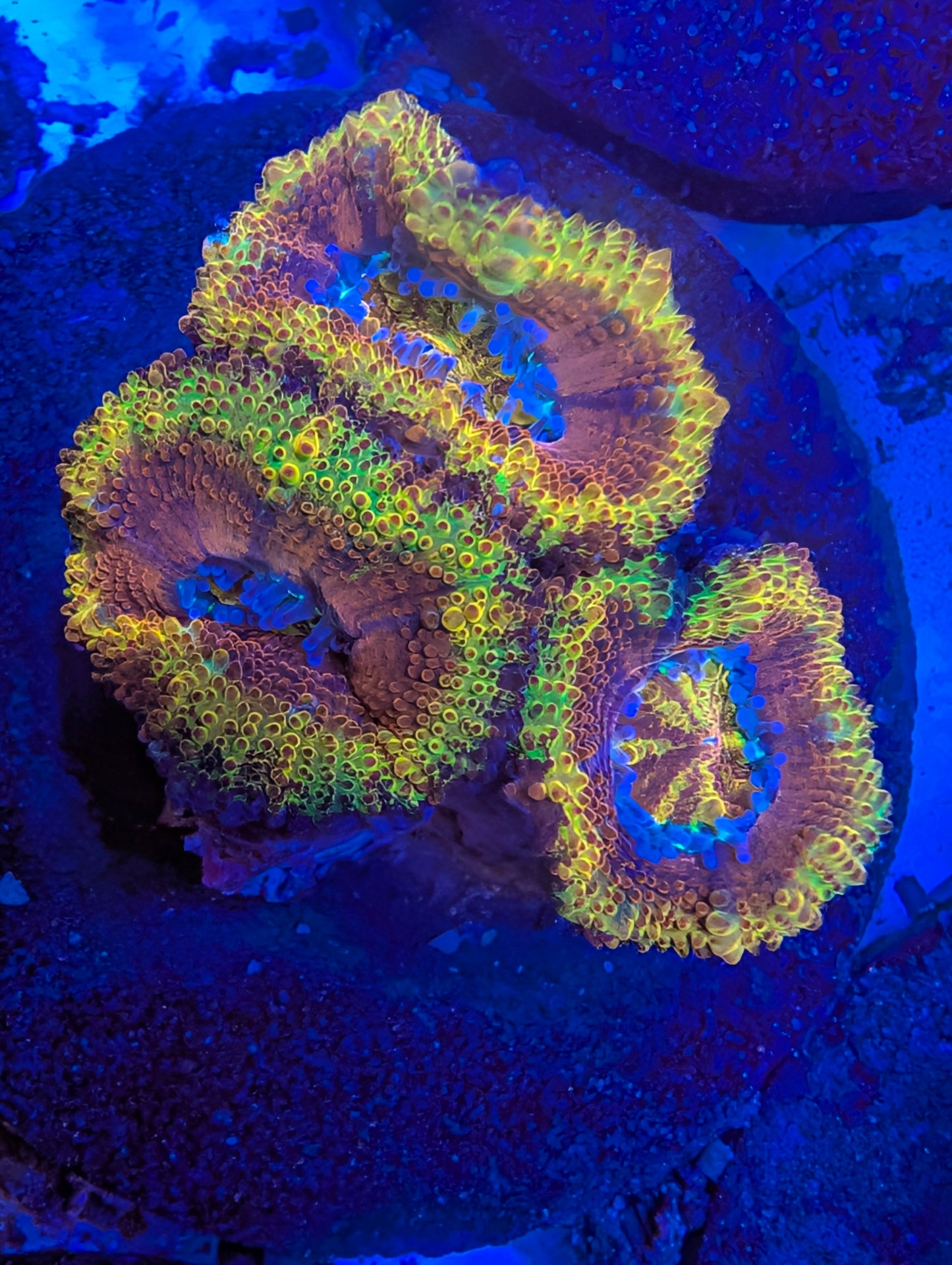 ECC Orange Crush Acan Lord