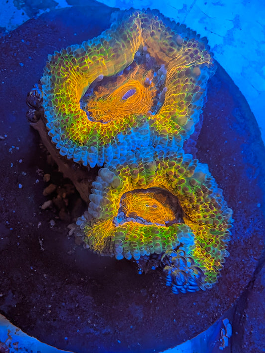 ECC Artic Sun Acan Lord