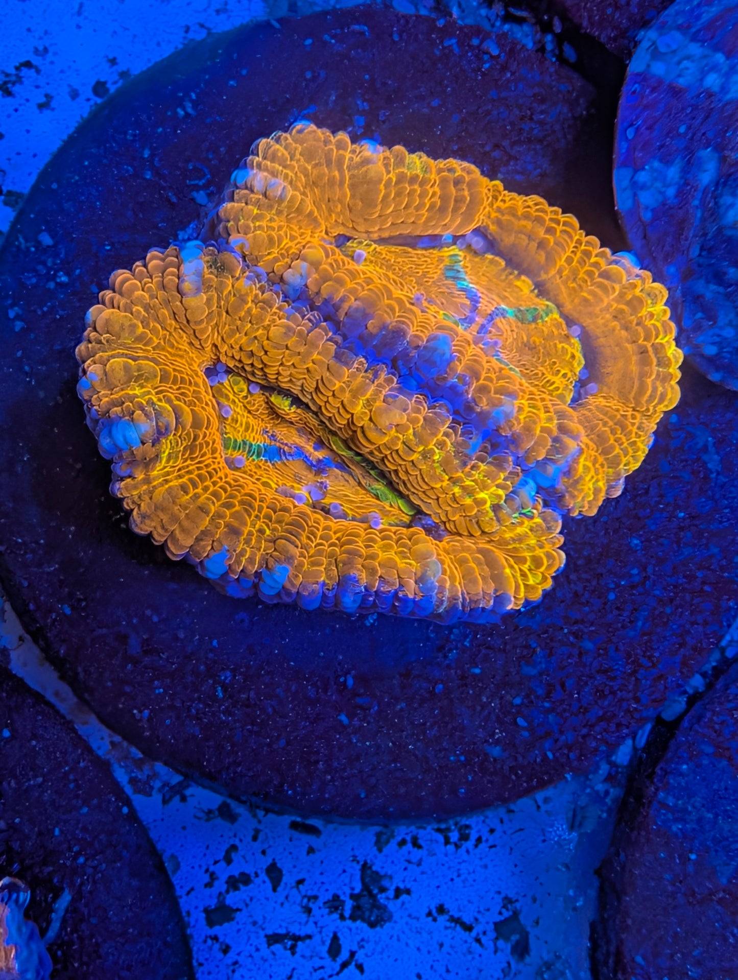 Rainbow Acan Frags