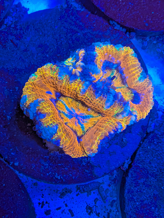 Rainbow Acan Frags