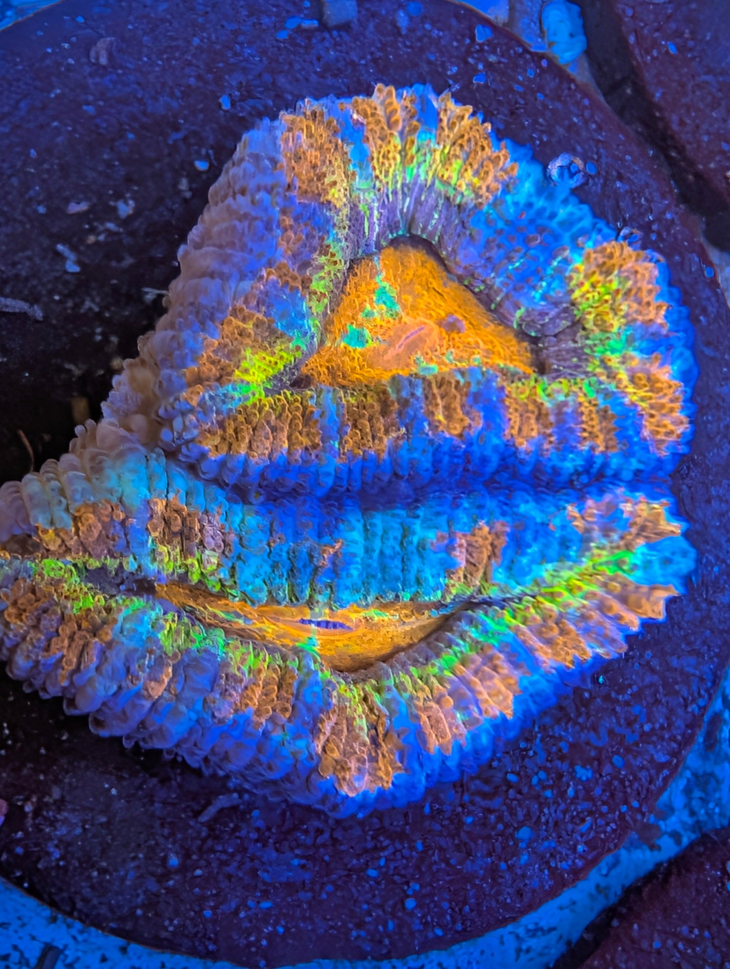 ECC Road Rage Acan Lord