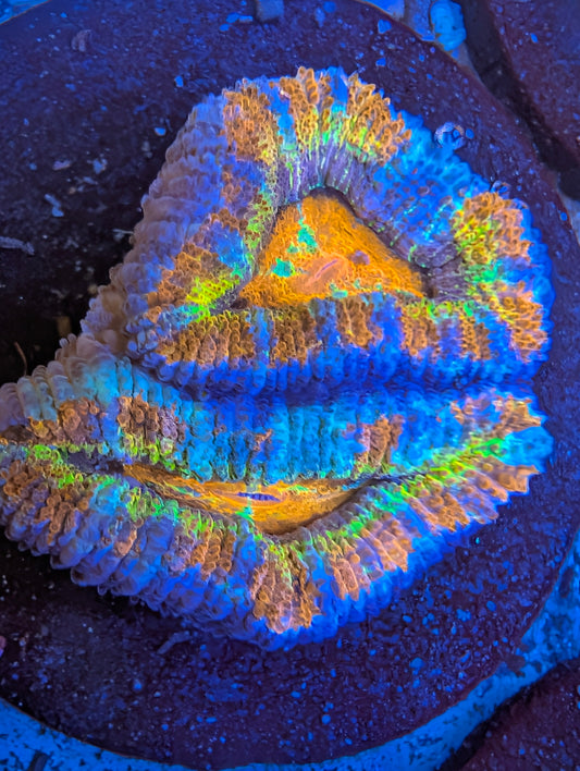 ECC Road Rage Acan Lord