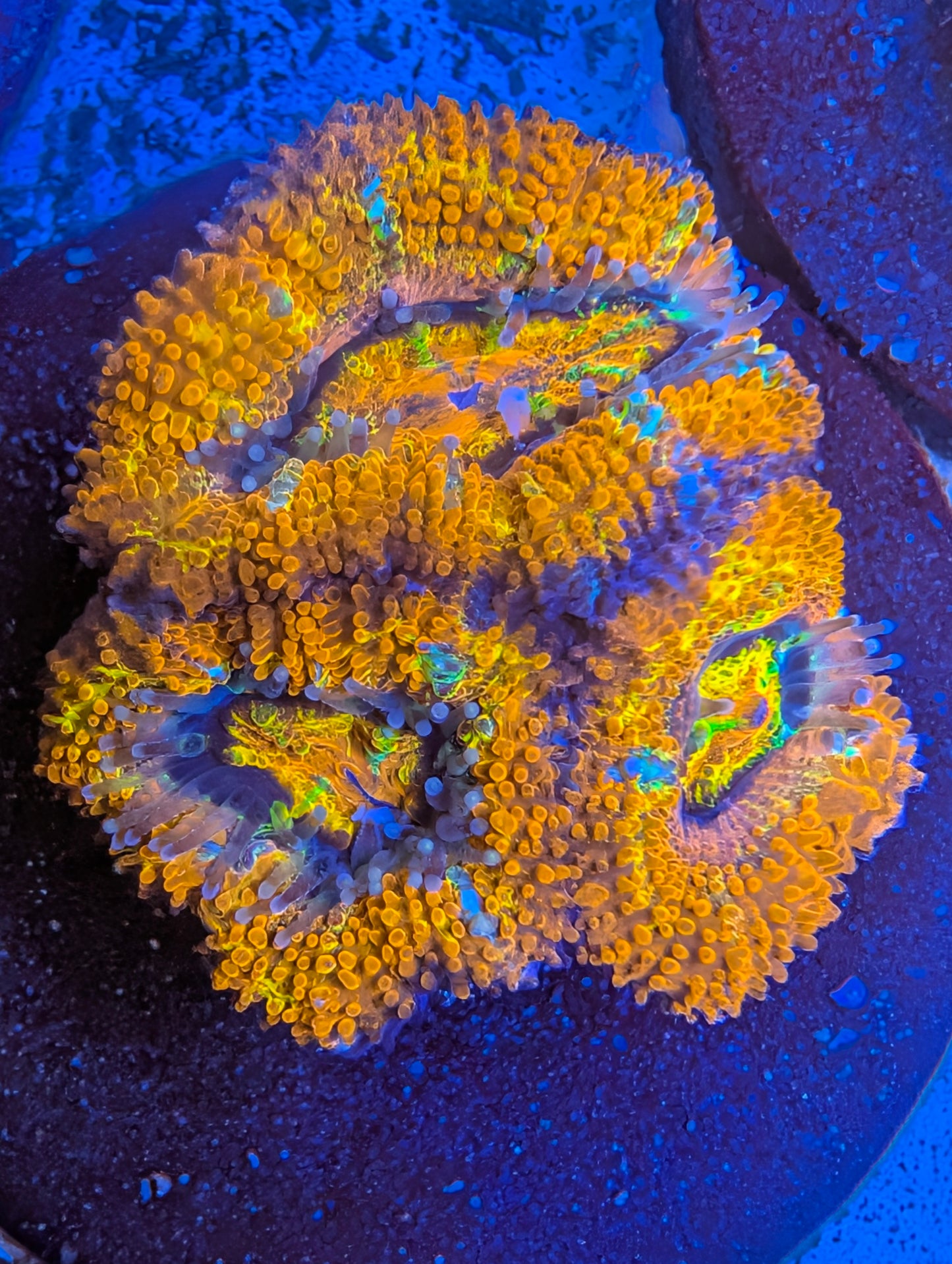 Rainbow Acan Frags
