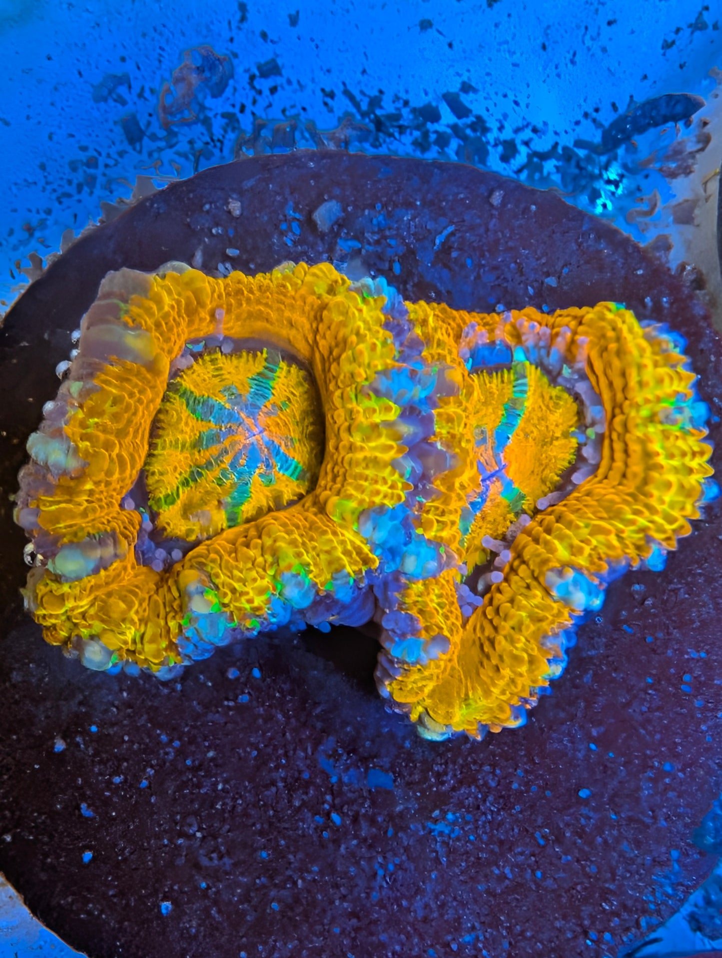 Rainbow Acan Frags