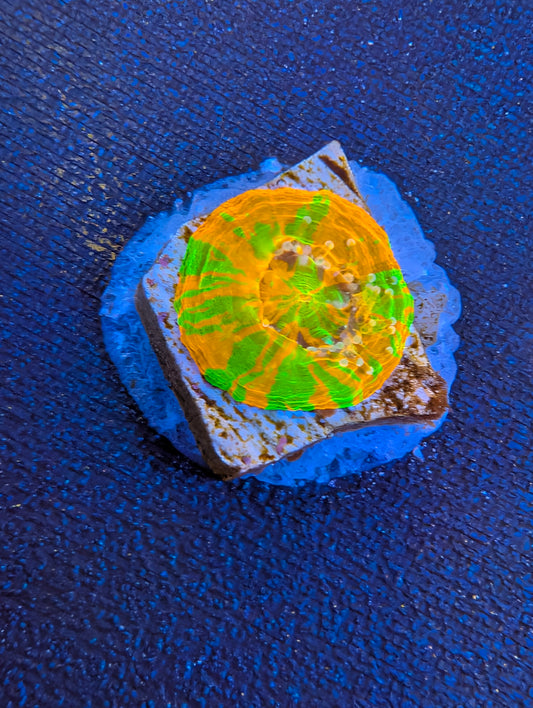 Scolymia (Tank Spawned!)