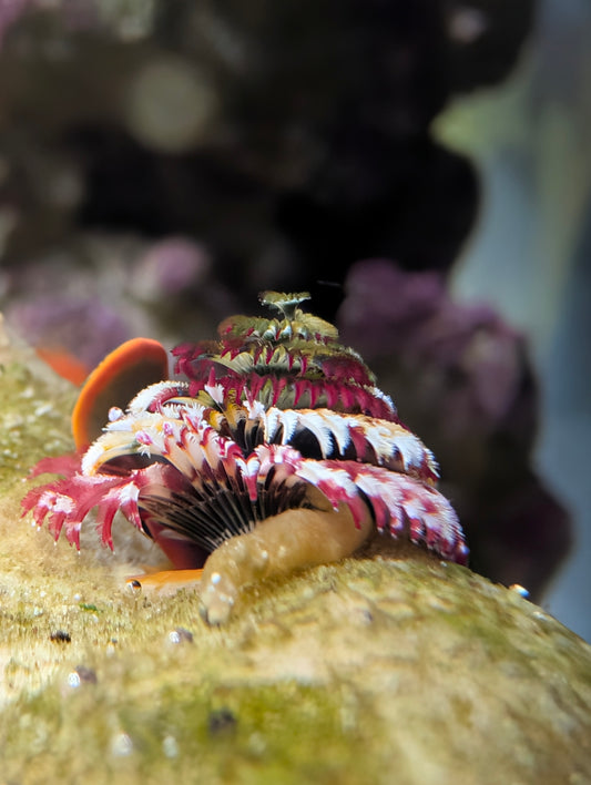 Christmas Tree Worm Rock (Full rock 6"x6")
