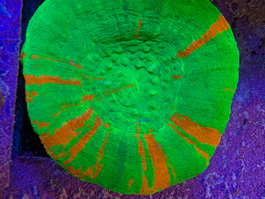 Bleeding Apple Scoly