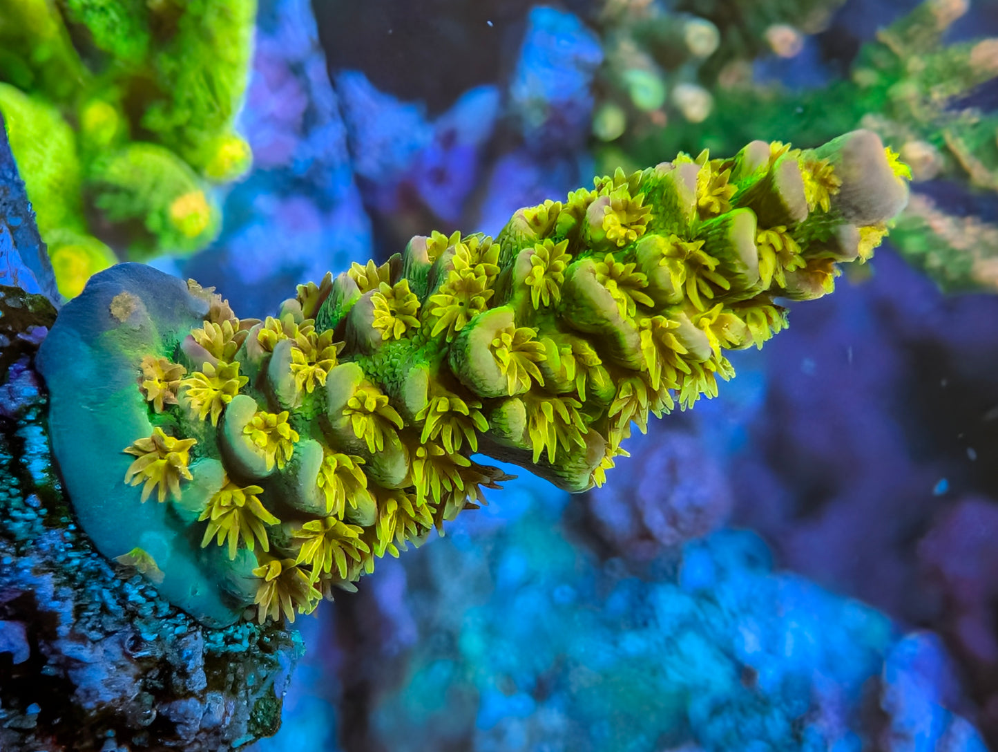 Walt Disney acro frag