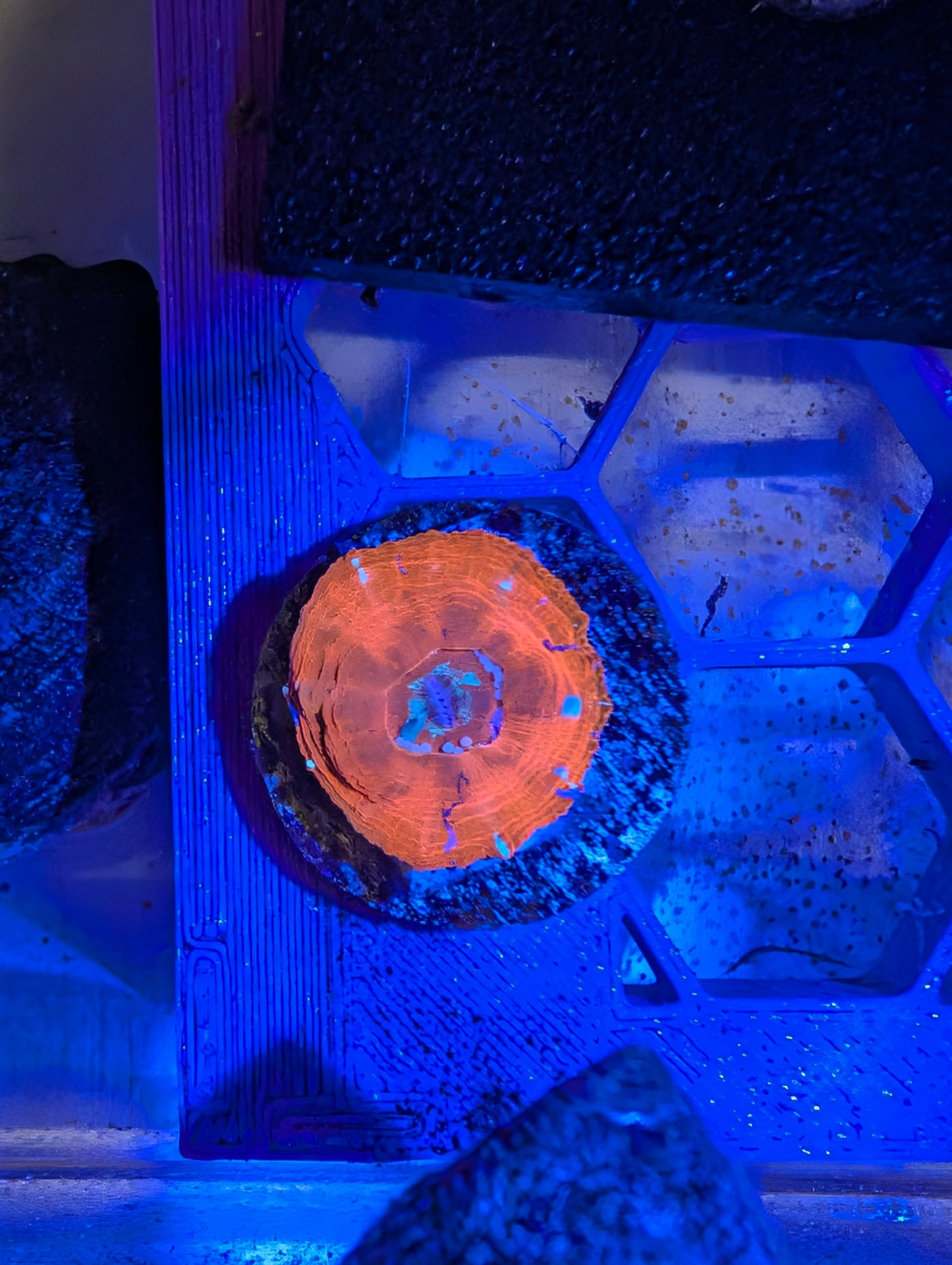 Scolymia (Tank Spawned!)