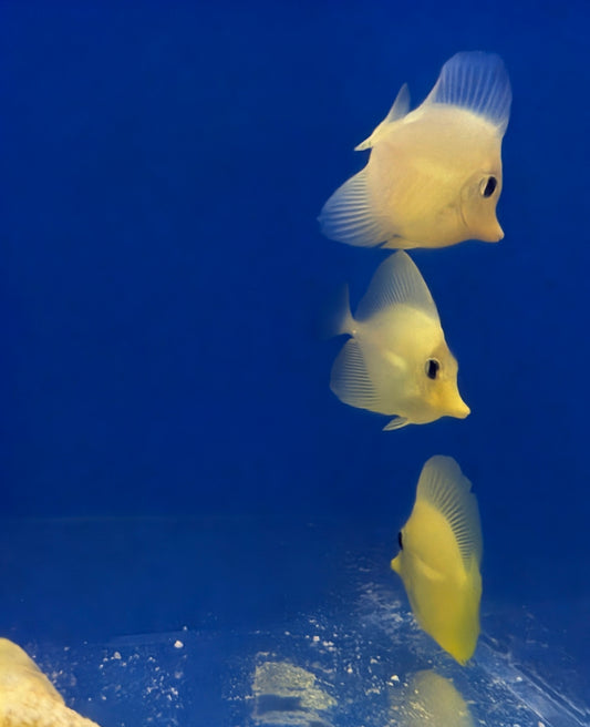 Yellow Tang (Biota)