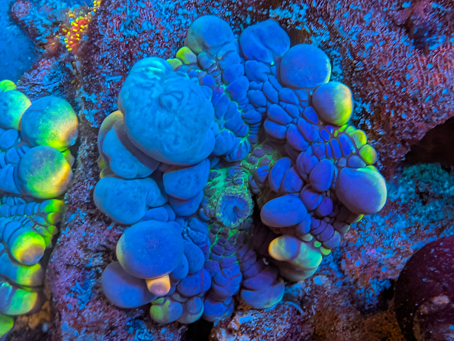 BCP Scavenger mushroom