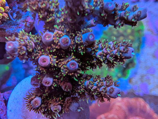 TSA Four Loko Acropora Coral