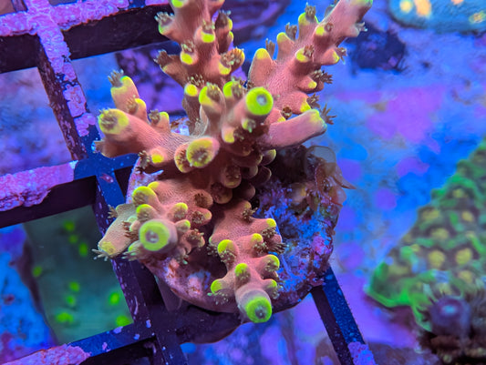 RMF Candyland Acropora