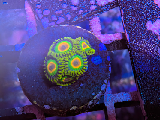Rasta zoas