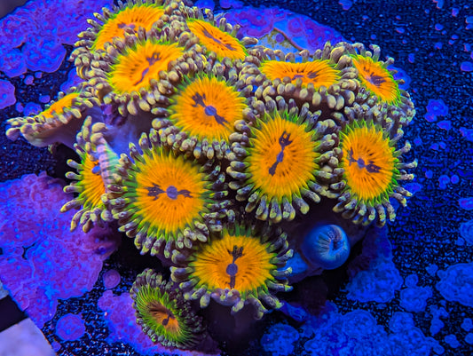 Bowtie Blasters Zoas